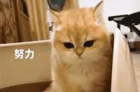 猫会感染犬瘟和细小吗？ 猫细小