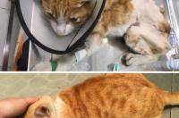 橘猫为什么不挑食？ 橘猫不建议养的理由