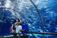 上海海洋水族馆门票多少？ 上海海洋水族馆门票