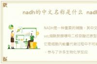 nadh的中文名称是什么 nadh