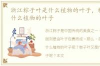 浙江粽子叶是什么植物的叶子，粽子叶是什么植物的叶子