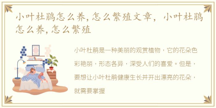 小叶杜鹃怎么养,怎么繁殖文章，小叶杜鹃怎么养,怎么繁殖