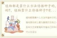 植物都是靠什么方法传播种子的,怎么传播的?，植物靠什么传播种子?有哪些方法?