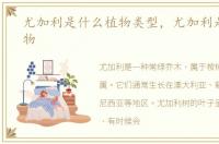 尤加利是什么植物类型，尤加利是什么植物