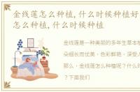 金线莲怎么种植,什么时候种植好，金线莲怎么种植,什么时候种植