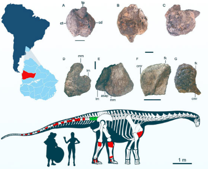 乌拉圭发现新泰坦巨龙物种