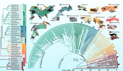 科学家创建迄今为止最大最详细的鸟类家谱