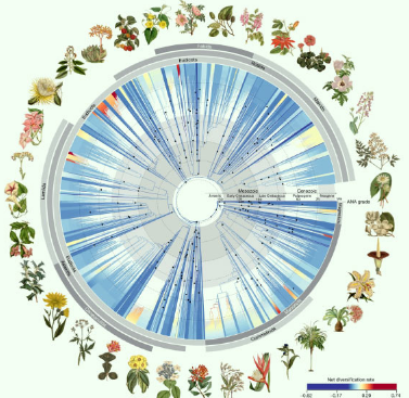 研究人员为开花植物构建了新的家谱