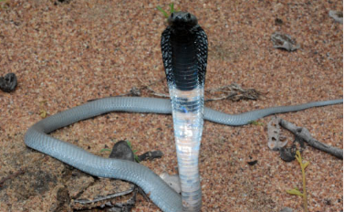 研究人员发现第一种有效治疗吐毒眼镜蛇蛇咬伤的方法