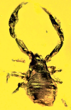 5000万年前的琥珀中发现了保存完好的拟蝎子新物种