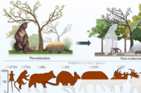 新研究证实人类在巨型动物灭绝中扮演了关键角色