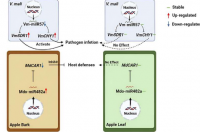 解读疾病防御机制miRNA与苹果病原体的斗争