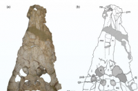 古生物学家发现古代鳄鱼新种