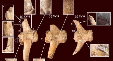 考古学家在阿根廷21000年前的雕齿兽骨头上发现石器痕迹