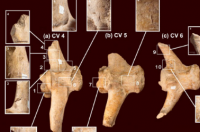 考古学家在阿根廷21000年前的雕齿兽骨头上发现石器痕迹