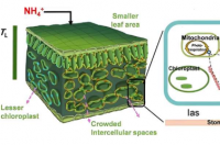 从根到叶氮与光合作用效率的关系