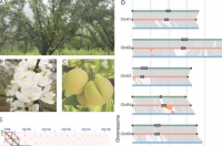 揭开核果驯化的遗传层面