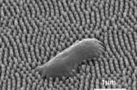 受到蝉翅的启发研究人员研究昆虫的抗菌特性以开发抗菌表面