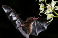 蝙蝠进化研究支持滑翔到飞行的假说