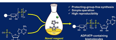 研究人员创造出产量和一致性更高的含ADP或ATP的分子