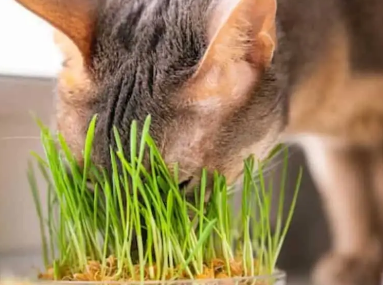 猫为什么吃草了解你的猫咪朋友可以吃的3种草