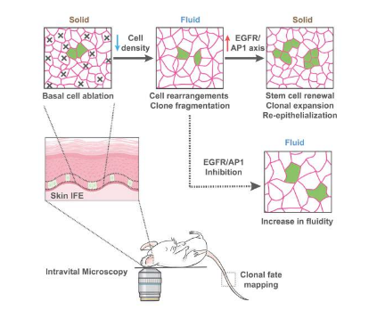 研究表明皮肤修复过程中的组织液化对于伤口愈合至关重要