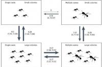 更大的蚁群推动了工蚁种姓的进化研究表明分工是生命复杂性的关键