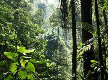 研究填补了植物生物多样性数据的空白和偏差