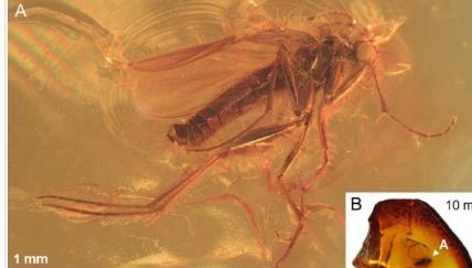 4000万年前的波罗的海琥珀提供了第一份捕食性真菌蚊蚋的化石记录