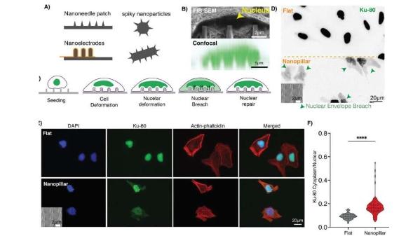 纳米柱在细胞核中形成微小开口而不会损害细胞