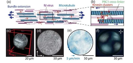 科学家实现了对活性物质前所未有的控制